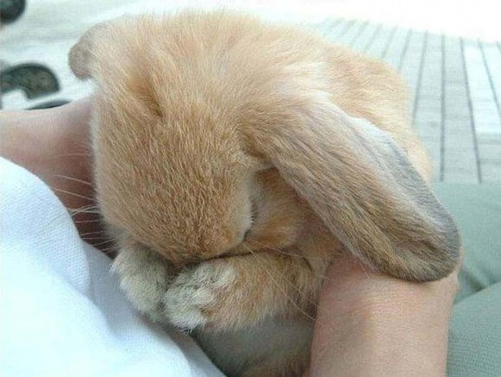 Животные, которые волнуются за вас