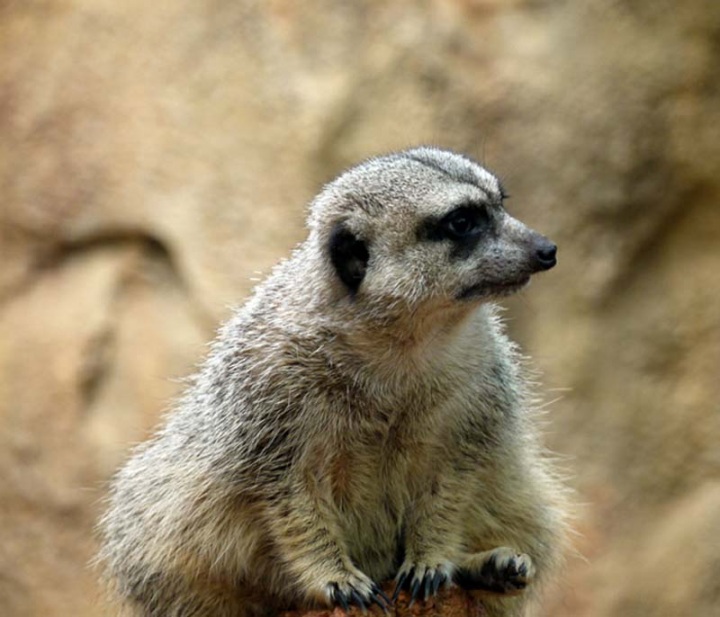 Животные, которые волнуются за вас