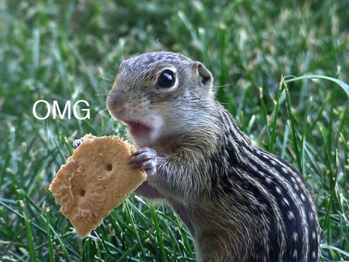 Животные, которые волнуются за вас