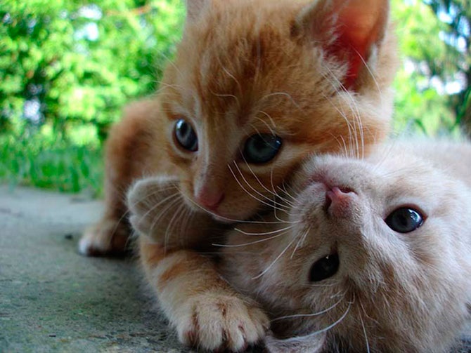 Учимся обниматься у кошек