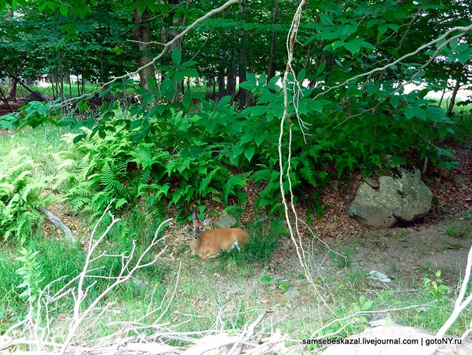 Что можно купить в США по цене однушки в Москве