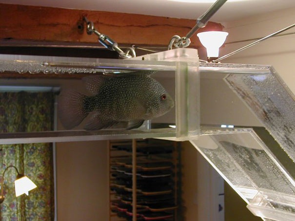 Необычный дизайн аквариумов