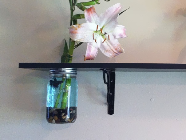 Необычный дизайн аквариумов