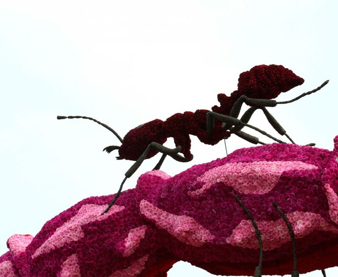 Парад цветов в Нидерландах