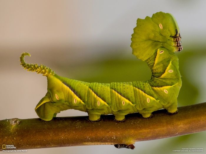 Лучшие фотографии от National Geographic за ноябрь 2012 (46 фото)