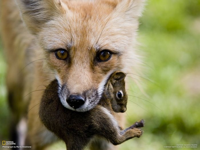 Лучшие фотографии от National Geographic за ноябрь 2012 (46 фото)