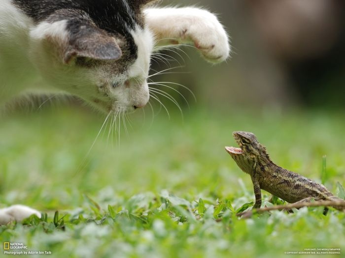 Лучшие фотографии от National Geographic за ноябрь 2012 (46 фото)