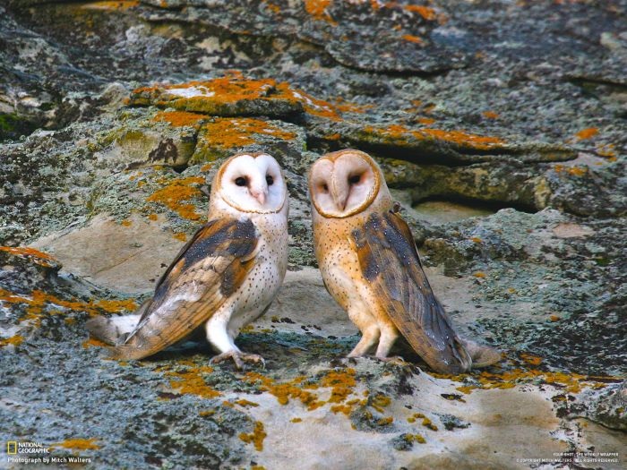 Лучшие фотографии от National Geographic за ноябрь 2012 (46 фото)