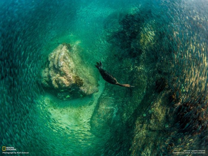 Лучшие фотографии от National Geographic за ноябрь 2012 (46 фото)