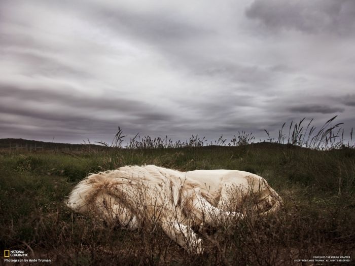 Лучшие фотографии от National Geographic за ноябрь 2012 (46 фото)