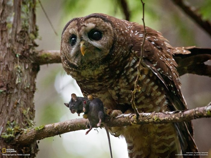 Лучшие фотографии от National Geographic за ноябрь 2012 (46 фото)