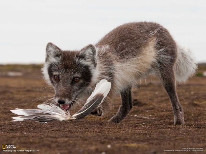 Лучшие фотографии от National Geographic за ноябрь 2012 (46 фото)