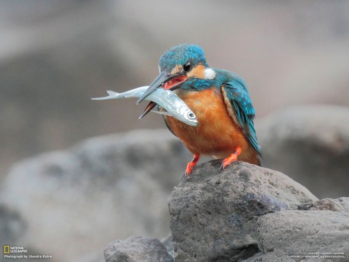 Лучшие фотографии от National Geographic за ноябрь 2012 (46 фото)