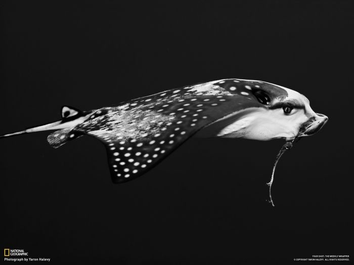 Лучшие фотографии от National Geographic за ноябрь 2012 (46 фото)