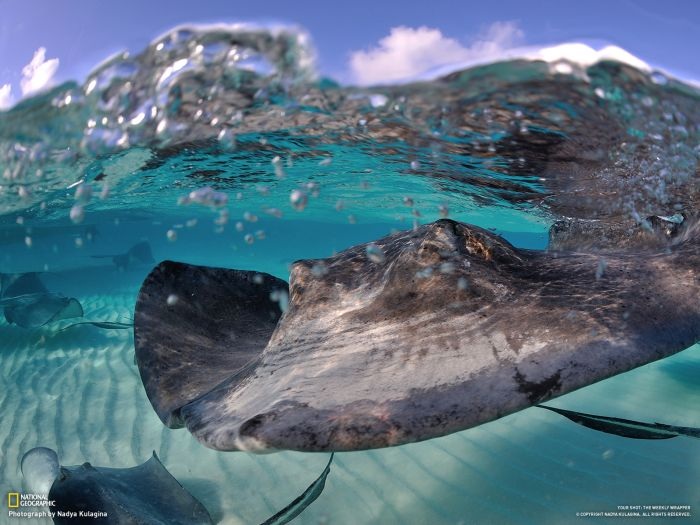 Лучшие фотографии от National Geographic за ноябрь 2012 (46 фото)