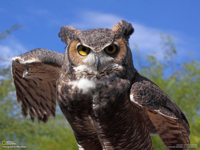 Лучшие фотографии от National Geographic за ноябрь 2012 (46 фото)