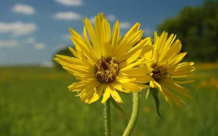 10 фактов о самых популярных контрацептивах древности