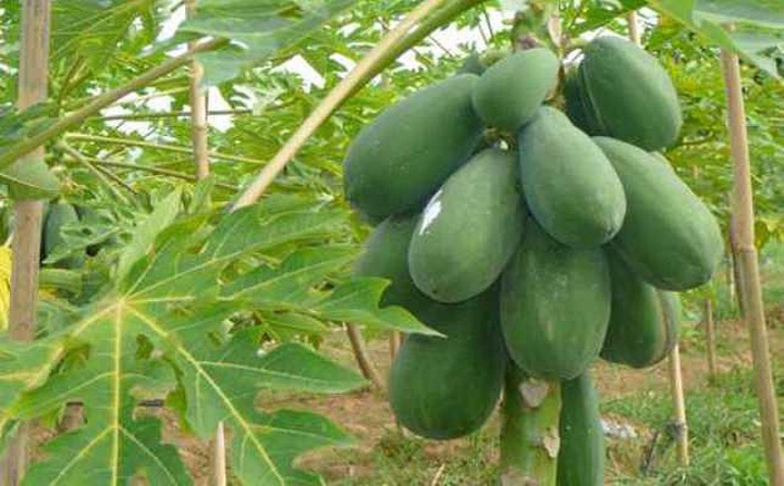 10 фактов о самых популярных контрацептивах древности