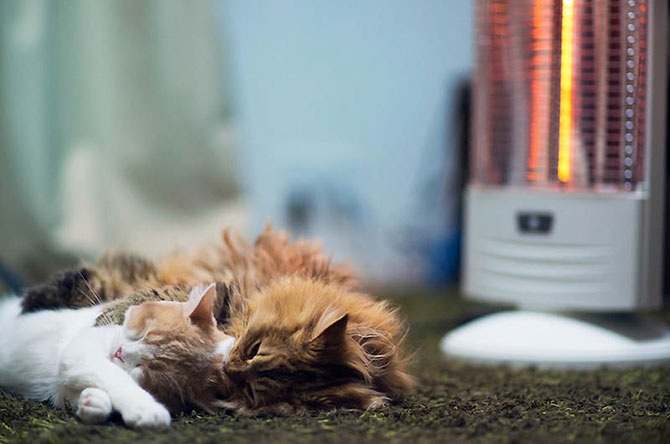 Самые милые друзья – Дейзи и Ханна