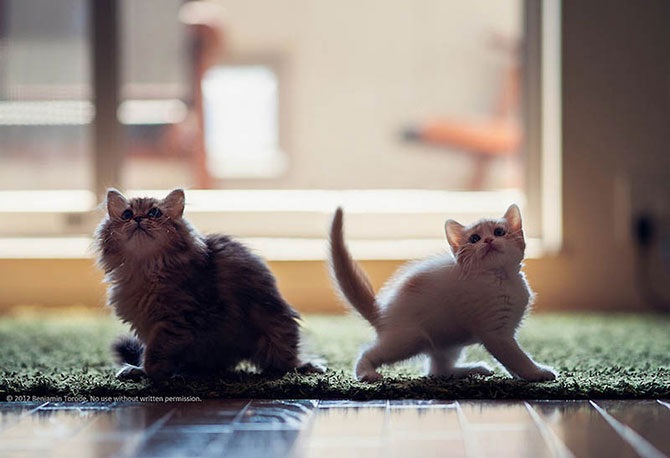 Самые милые друзья – Дейзи и Ханна