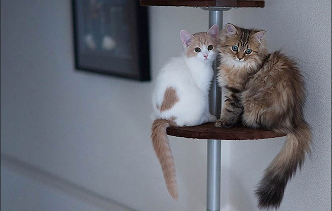 Самые милые друзья – Дейзи и Ханна