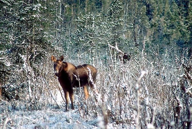 Национальный парк Глейшер Бей на Аляске