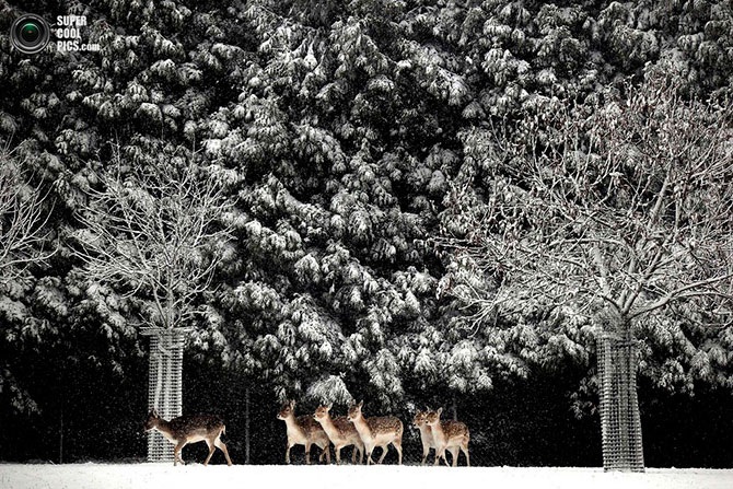 Красота зимы