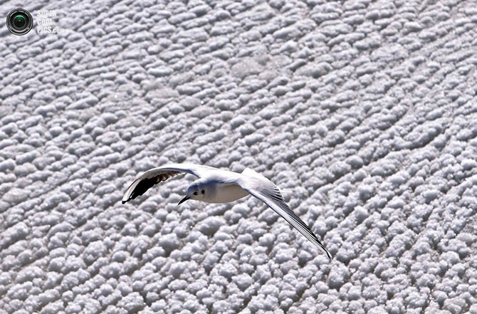 Красота зимы