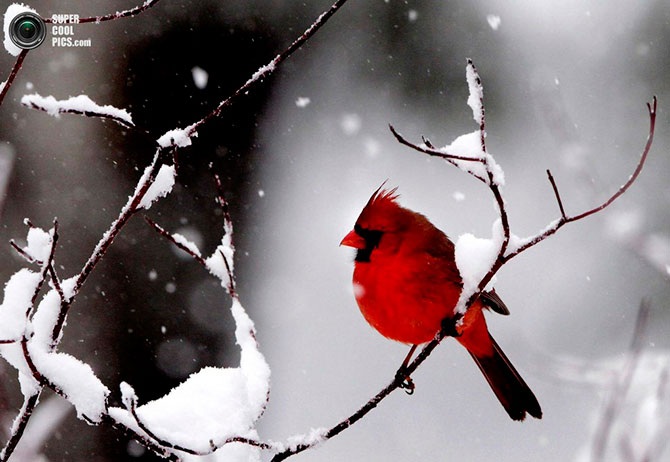 Красота зимы