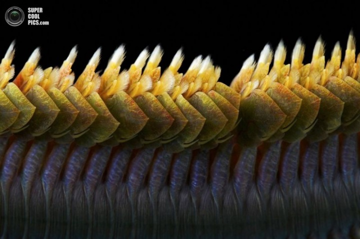 Интересные существа Белого моря (22 фото)