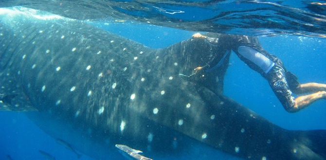 Самая большая рыба в мире