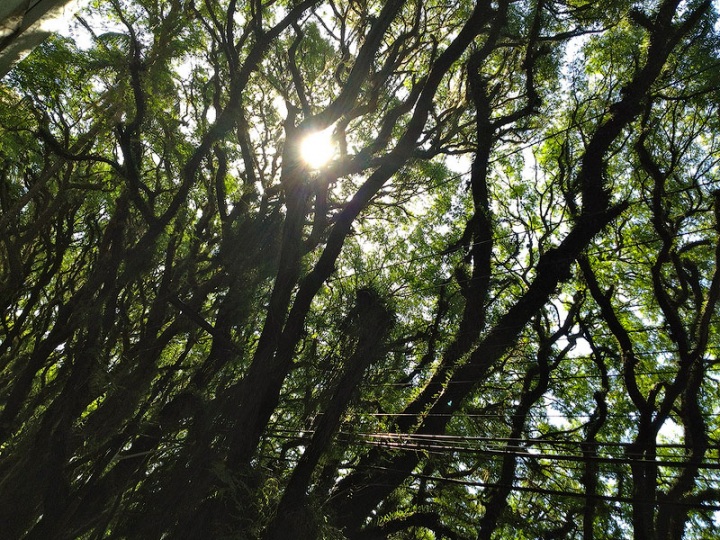 Удивительная улица Руа Гонсалу де Карвальо