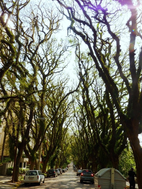 Удивительная улица Руа Гонсалу де Карвальо