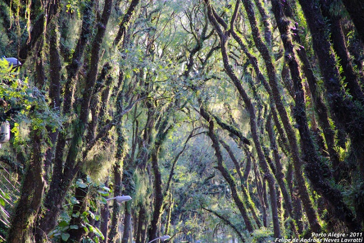 Удивительная улица Руа Гонсалу де Карвальо