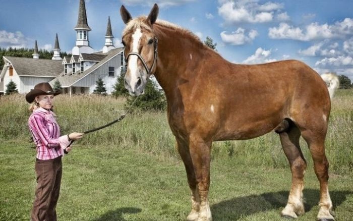 Рекорды Гиннеса 2013 (13 фото)