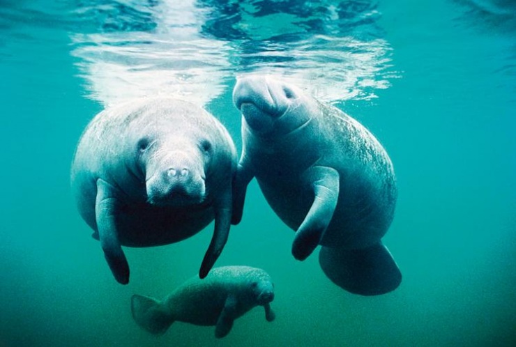 23 причины поехать в Майами (13 фото + текст)