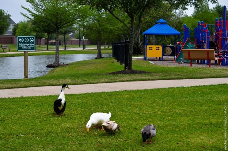 Как устроен спальный район США (25 фото)