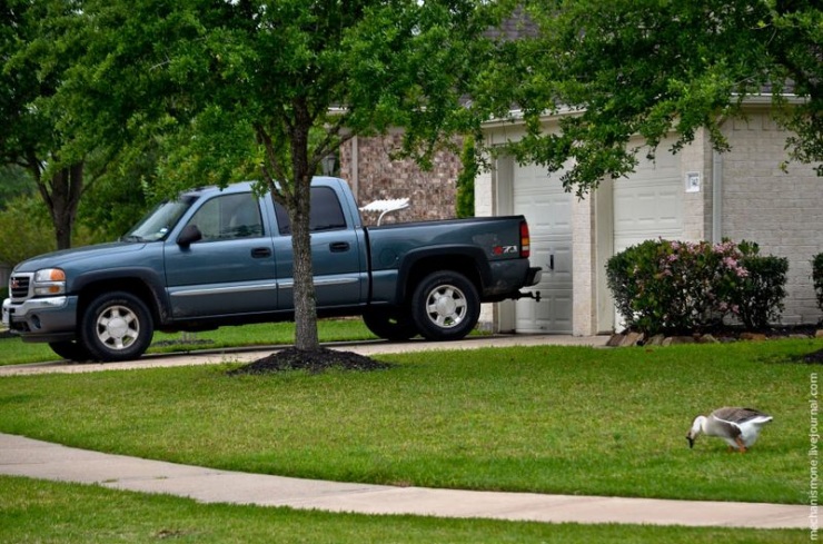 Как устроен спальный район США (25 фото)