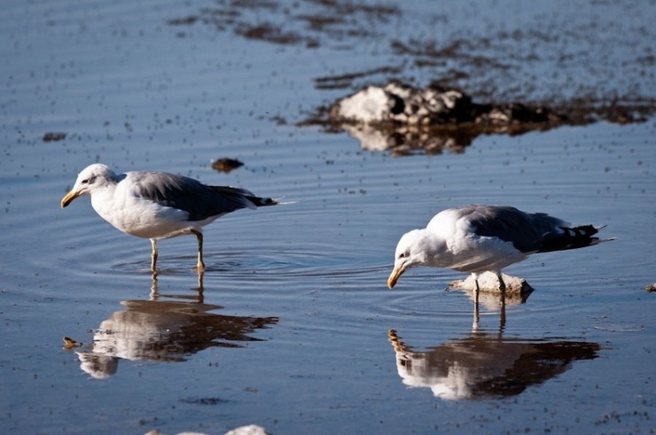 Волшебные башни озера Моно