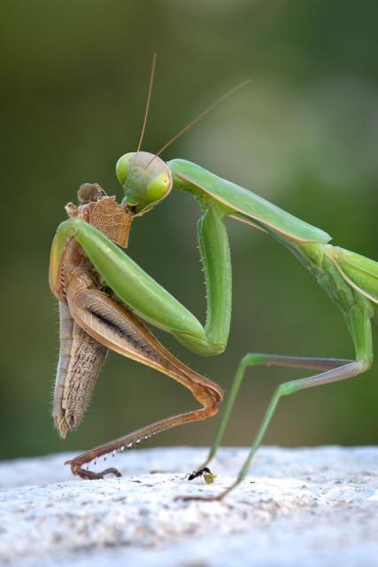 Смертельные объятия богомола
