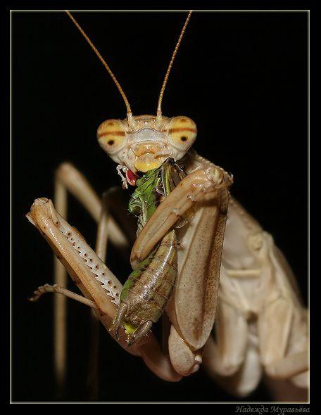 Смертельные объятия богомола