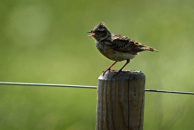 В мире животных