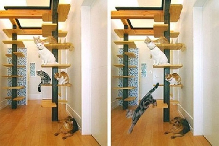 Дизайн для котов