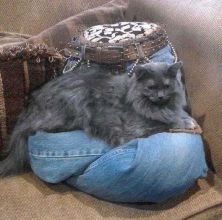 Дизайн для котов