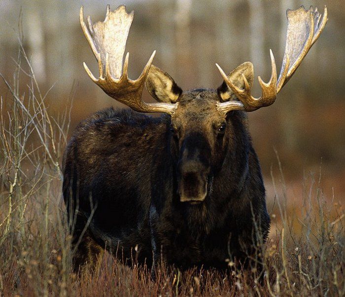 Интересные факты о компьютерных играх (13 фото)