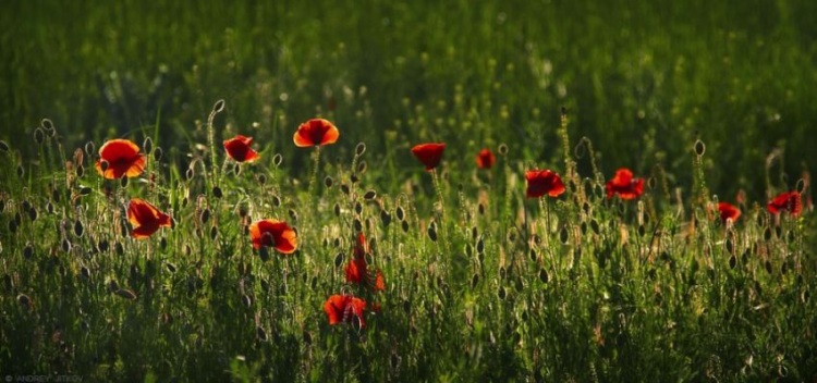 Красоты величественного Кавказа: 20 вдохновляющих снимков