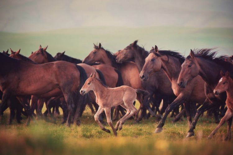 Красоты величественного Кавказа: 20 вдохновляющих снимков