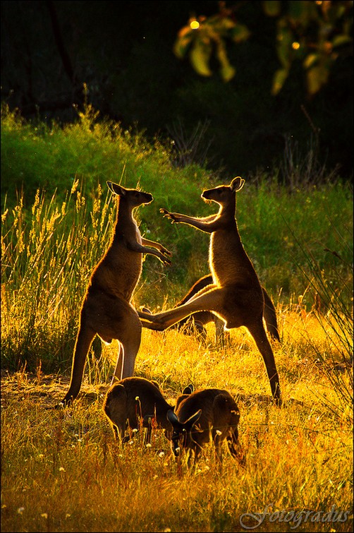 Красивые животные (100 фотографий)