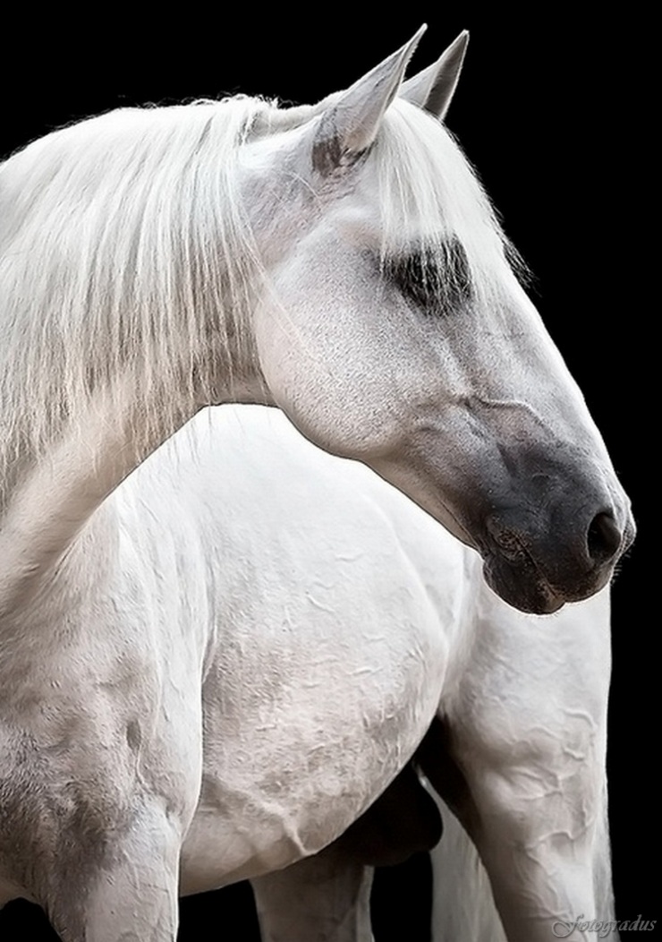 Лошадь — это поэзия в движении