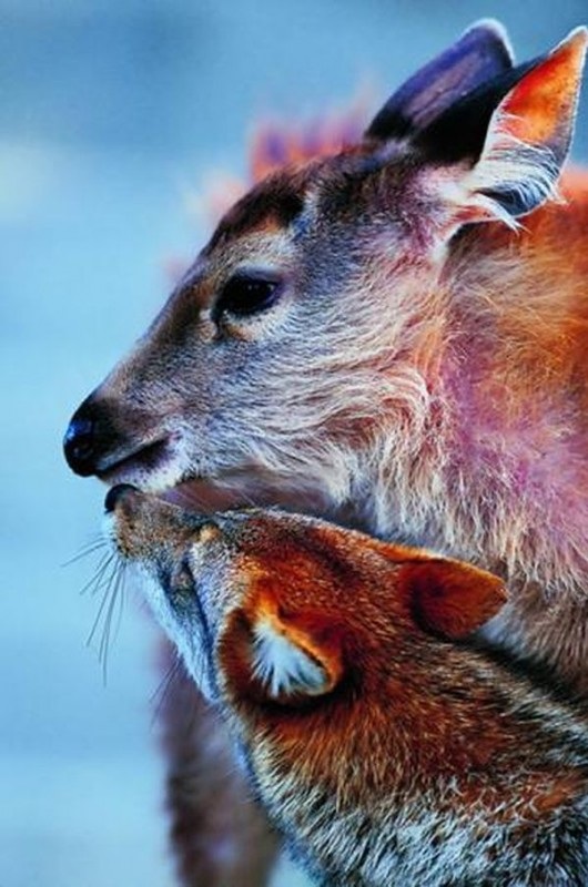 Тайский заповедник дикой природы Phu Khieo